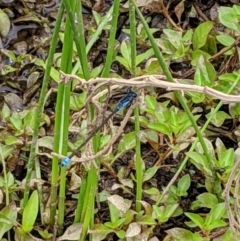 Ischnura heterosticta at Karabar, NSW - 2 Jan 2019 03:20 PM