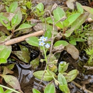 Myosotis laxa subsp. caespitosa at Karabar, NSW - 2 Jan 2019