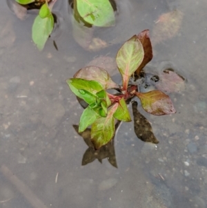 Ludwigia palustris at Karabar, NSW - 2 Jan 2019 03:15 PM