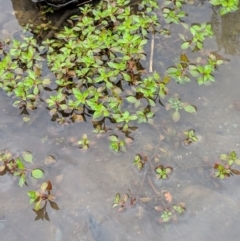 Ludwigia palustris at Karabar, NSW - 2 Jan 2019 03:15 PM