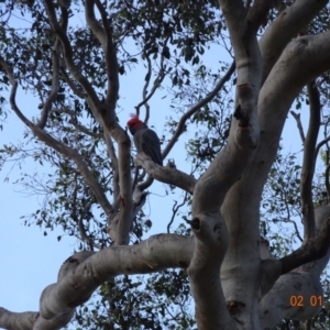 Callocephalon fimbriatum at Deakin, ACT - suppressed