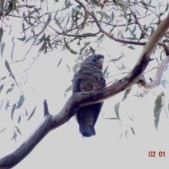 Callocephalon fimbriatum at Deakin, ACT - suppressed