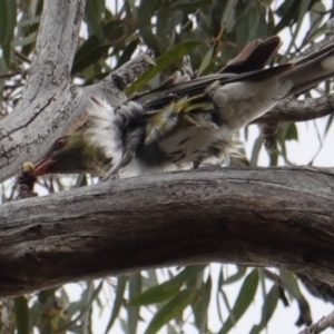 Oriolus sagittatus at Hughes, ACT - 2 Jan 2019