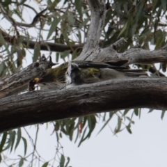 Oriolus sagittatus at Hughes, ACT - 2 Jan 2019 05:44 PM