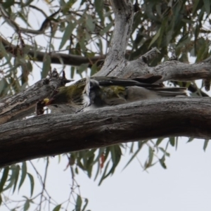 Oriolus sagittatus at Hughes, ACT - 2 Jan 2019