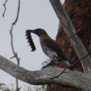 Oriolus sagittatus at Hughes, ACT - 2 Jan 2019