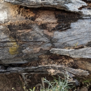 Papyrius nitidus at Red Hill, ACT - 2 Jan 2019