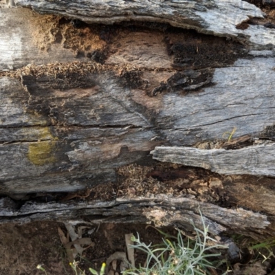 Papyrius nitidus (Shining Coconut Ant) at Red Hill, ACT - 2 Jan 2019 by JackyF