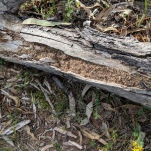 Papyrius nitidus at Red Hill, ACT - 2 Jan 2019