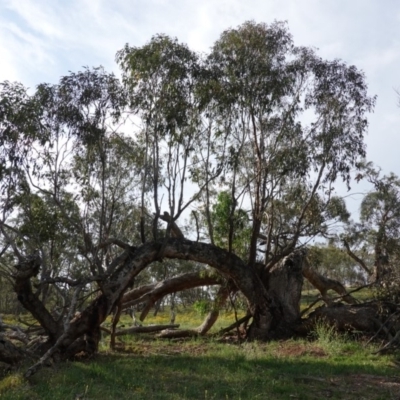 Eucalyptus bridgesiana (Apple Box) at Red Hill, ACT - 2 Jan 2019 by JackyF