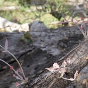 Eucalyptus bridgesiana at Red Hill Nature Reserve - 2 Jan 2019