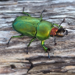 Lamprima sp. (genus) (Golden Stag Beetle) at Broulee, NSW - 28 Dec 2018 by David