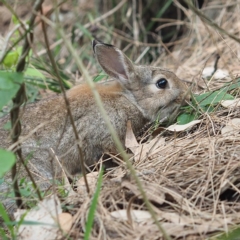 Oryctolagus cuniculus (European Rabbit) at Tomakin, NSW - 29 Dec 2018 by David