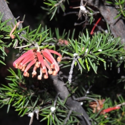 Grevillea juniperina (Grevillea) at Tuggeranong DC, ACT - 1 Nov 2018 by michaelb