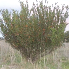 Grevillea juniperina at Tuggeranong DC, ACT - 1 Nov 2018 08:32 PM