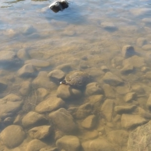 Chelodina longicollis at Coree, ACT - 1 Jan 2019 06:00 PM