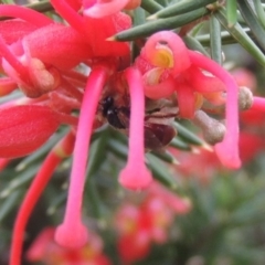 Exoneura sp. (genus) at Tuggeranong DC, ACT - 1 Nov 2018