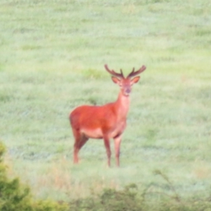 Cervus elaphus at Booth, ACT - 3 Nov 2016