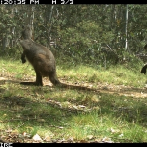 Osphranter robustus robustus at Mount Clear, ACT - 27 Nov 2016 02:20 PM