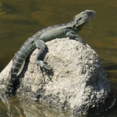 Intellagama lesueurii howittii (Gippsland Water Dragon) at Booth, ACT - 25 Jan 2017 by OllieOrgill