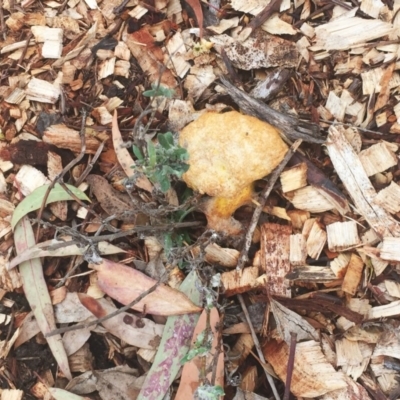 Fuligo septica (Scrambled egg slime) at Hughes, ACT - 2 Jan 2019 by ruthkerruish