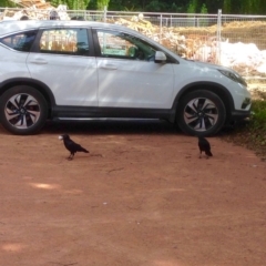 Corvus coronoides (Australian Raven) at Turner, ACT - 3 Jan 2019 by KMcCue