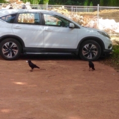 Corvus coronoides (Australian Raven) at Turner, ACT - 2 Jan 2019 by KMcCue