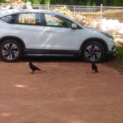 Corvus coronoides (Australian Raven) at Turner, ACT - 2 Jan 2019 by KMcCue