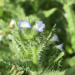 Anchusa arvensis (Small Bugloss) at Stromlo, ACT - 3 Jan 2019 by RWPurdie