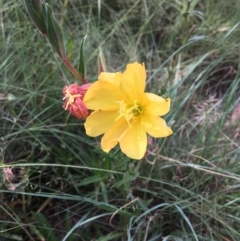 Oenothera stricta subsp. stricta (Common Evening Primrose) at Stromlo, ACT - 2 Jan 2019 by RWPurdie