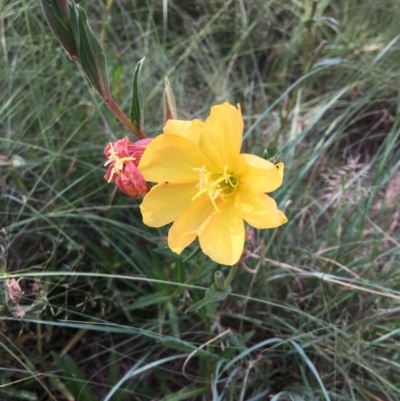 Oenothera stricta subsp. stricta (Common Evening Primrose) at Stromlo, ACT - 3 Jan 2019 by RWPurdie