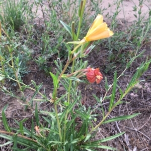 Oenothera stricta subsp. stricta at Stromlo, ACT - 3 Jan 2019 09:30 AM