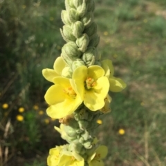 Verbascum thapsus subsp. thapsus (Great Mullein, Aaron's Rod) at Stromlo, ACT - 3 Jan 2019 by RWPurdie