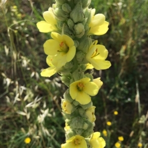 Verbascum thapsus subsp. thapsus at Stromlo, ACT - 3 Jan 2019