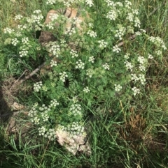 Conium maculatum (Hemlock) at Stony Creek - 2 Jan 2019 by RWPurdie