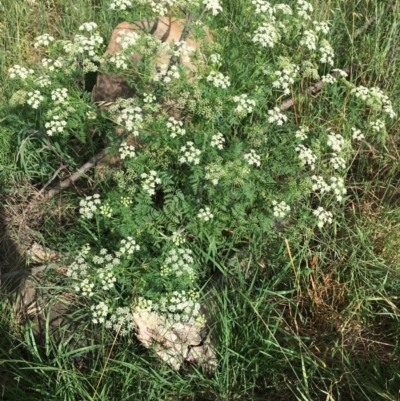 Conium maculatum (Hemlock) at Stromlo, ACT - 2 Jan 2019 by RWPurdie