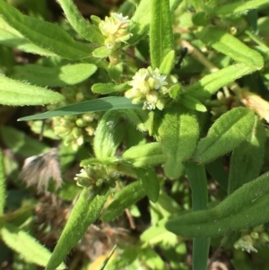 Persicaria prostrata at Stromlo, ACT - 3 Jan 2019 09:46 AM