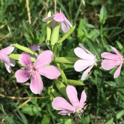 Saponaria officinalis (Soapwort, Bouncing Bet) at Stony Creek - 3 Jan 2019 by RWPurdie