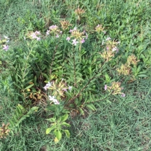 Saponaria officinalis at Stromlo, ACT - 3 Jan 2019 09:46 AM