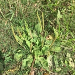 Plantago major (Greater Plantain) at Stromlo, ACT - 2 Jan 2019 by RWPurdie