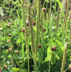 Plantago major at Stromlo, ACT - 3 Jan 2019 09:54 AM