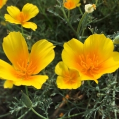 Eschscholzia californica (California Poppy) at Stony Creek - 2 Jan 2019 by RWPurdie