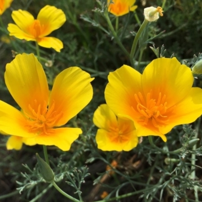 Eschscholzia californica (California Poppy) at Stromlo, ACT - 3 Jan 2019 by RWPurdie