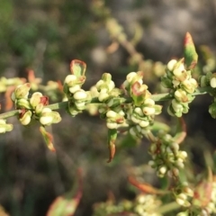 Rumex conglomeratus at Stromlo, ACT - 3 Jan 2019