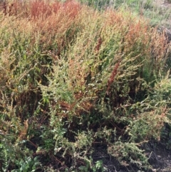 Rumex conglomeratus at Stromlo, ACT - 3 Jan 2019