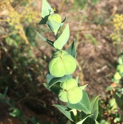 Euphorbia lathyris (Caper Spurge) at Stromlo, ACT - 3 Jan 2019 by RWPurdie