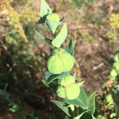 Euphorbia lathyris (Caper Spurge) at Stromlo, ACT - 2 Jan 2019 by RWPurdie