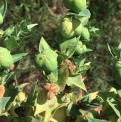 Euphorbia lathyris at Stromlo, ACT - 3 Jan 2019 10:00 AM