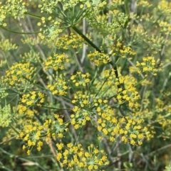Foeniculum vulgare (Fennel) at Stromlo, ACT - 3 Jan 2019 by RWPurdie