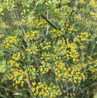 Foeniculum vulgare (Fennel) at Stromlo, ACT - 3 Jan 2019 by RWPurdie